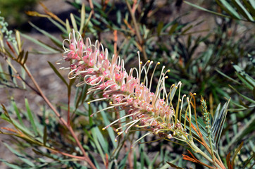 Naklejka na ściany i meble Australian native pink Grevillea flower and buds. Sylvia cultivar, family Proteaceae.
