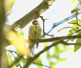 Eine Kohlmeise sonnt sich auf einem Ast sitzend. 