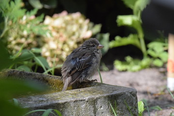 Ein junger Spatz, der sich nach dem Baden im Trog auf dessen Rand ausruht.