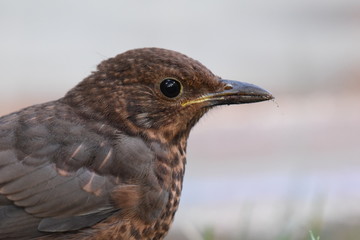 Ein Portrait eines jungen Amselweibchens, welches sehr nah kam. (4)