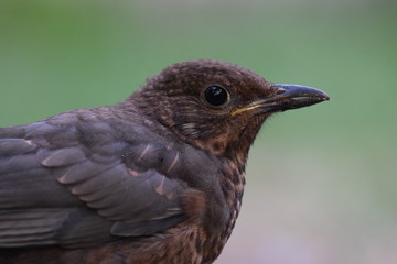 Ein Portrait eines jungen Amselweibchens, welches sehr nah kam. (3)