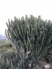 lilas rose ciel bleu