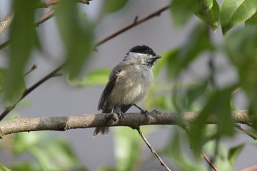 Eine Sumpfmeise, die in einem Pfirsichbaum sitzt und sich am fr&uuml;hen Morgen sonnt.