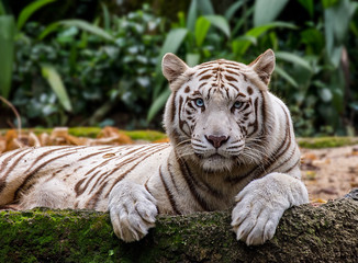 White tiger in the zoo