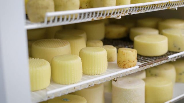 worker is putting formed cheese in a refrigerator into storage in cheese factory, wearing hygienic gloves