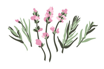 Fototapeta na wymiar Lavender plant isolated on white background. Vector illustration.