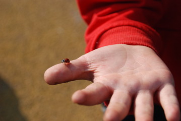 ladybag on CHILDREN HAND