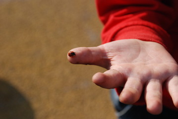 ladybug on CHILDREN HAND