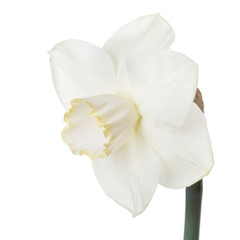 Delicate daffodil flower isolated on white background.