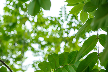 Fototapeta na wymiar green walnut in Georgia summer