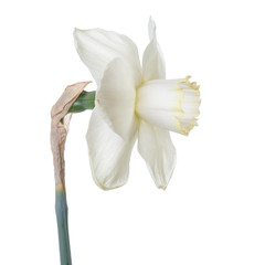 Fototapeta na wymiar Delicate daffodil flower isolated on white background.