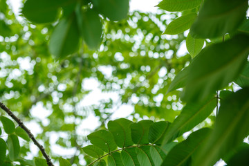 green walnut in  Georgia summer