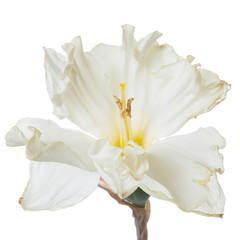 An unusual delicate flower of terry daffodil isolated on white background.