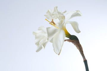An unusual delicate flower of terry narcissus isolated on a gray background.