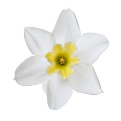 Naklejka na ściany i meble Beautiful daffodil flower with yellow center isolated on white background.