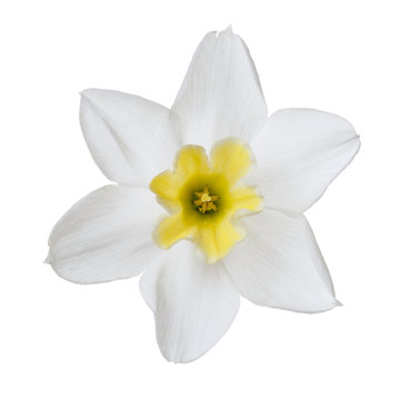 Beautiful daffodil flower with yellow center isolated on white background.
