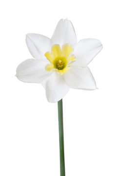 Beautiful daffodil flower with yellow center isolated on white background.