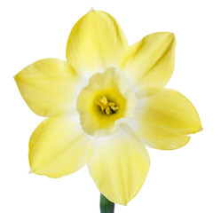 Fototapeta na wymiar Bright yellow daffodil flower isolated on white background.
