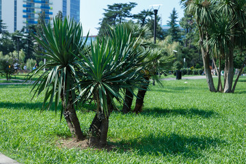 Georgia summer Batumi tourist sights