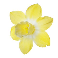 Bright yellow daffodil flower isolated on white background.
