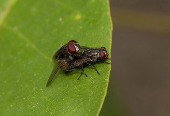 Macro shot of mating flies on green leaf, close-up shutter tow mating fly