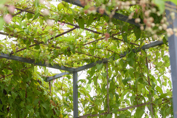 purple flower pergola and leaves in the garden