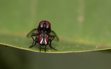 Macro shot of mating flies on green leaf, close-up shutter tow mating fly