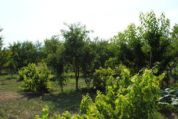 Trees in an orchard