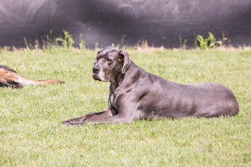 Portrait of german mastiff living in belgium