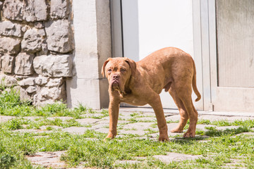 Portrait of french mastif dog living in belgium