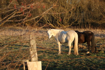 Obraz premium Cheval sur plaine