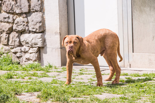 Portrait of french mastif dog living in belgium