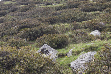 Fototapeta na wymiar Mountain vegetation with rocks and green grass during spring