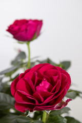 Rose plant full of detailed red roses