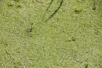 Bog covered with green ooze. Texture of green swamp ooze with insect. Green swamp mud with insect and grass.