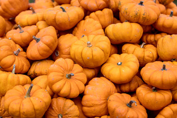 Viele kleine Mikrowellenkürbisse, Speisekürbis oder Zierkürbis in Orange