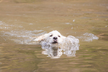 portrait of golden retrievers dog living in belgium