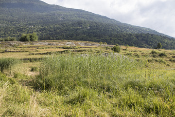 Natural place full of vegetation and meadow during spring
