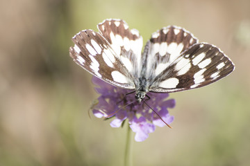 Obraz premium Melanargia galathea detailed white butterfly on a flower