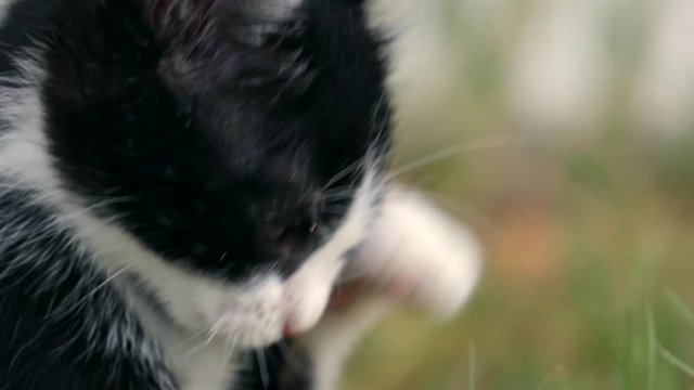 Young kitten cleaning up after eating, close up.