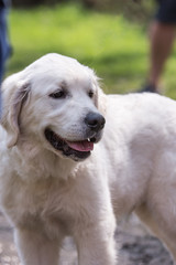 Portrait of golden retrievers dog living in belgium