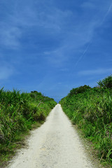 一本道　島の道路　風景