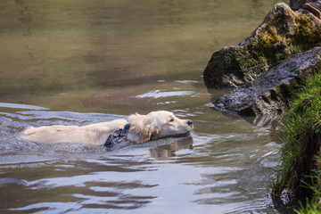 portrait of golden retrievers dog living in belgium