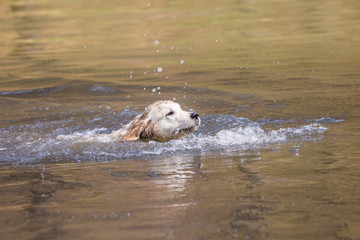 Fototapeta premium portrait of golden retrievers dog living in belgium