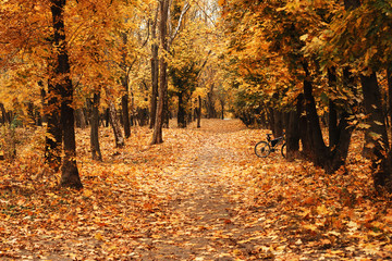 Empty road at the autumn forest or park covered with yellow fallen leaves. There are no people, but there is a lonely bicycle visible among trees.