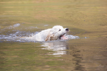 portrait of golden retrievers dog living in belgium