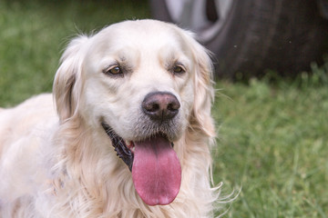 portrait of golden retrievers dog living in belgium
