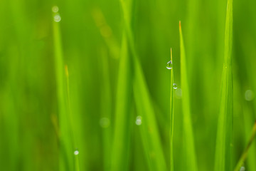 Closeup the dew drops at the green rice field using as a background or wallpaper