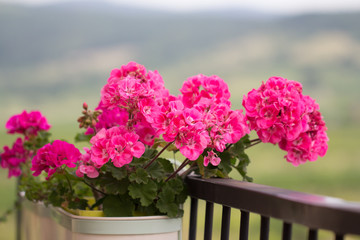 geranium flower on balcony