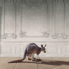 kangoeroe in de kamer